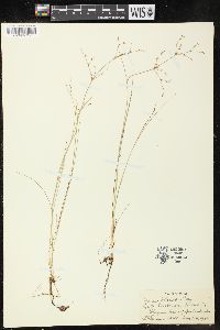 Juncus pelocarpus image