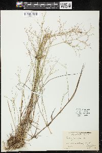 Juncus pelocarpus image