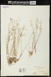 Juncus pelocarpus image