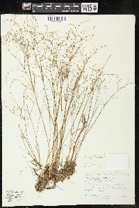 Juncus pelocarpus image