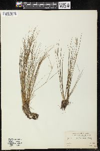 Juncus pelocarpus image