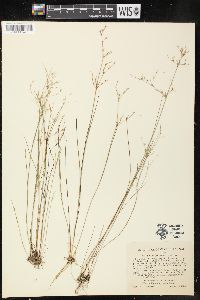 Juncus pelocarpus image