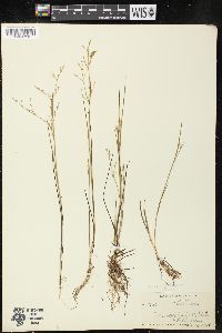 Juncus pelocarpus image