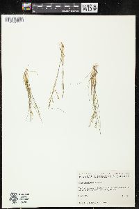 Juncus pelocarpus image