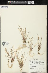 Juncus pelocarpus image