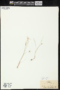 Juncus pelocarpus image