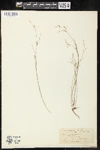 Juncus pelocarpus image