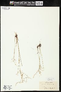 Juncus pelocarpus image