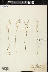 Juncus pelocarpus image