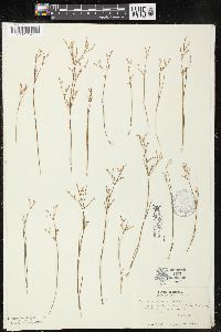 Juncus pelocarpus image