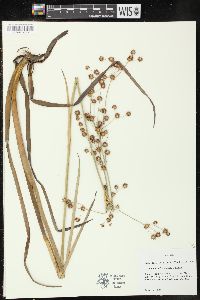 Juncus polycephalus image