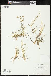 Juncus repens image