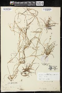 Juncus repens image