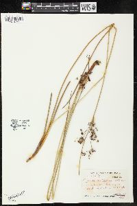 Juncus roemerianus image