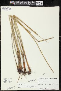 Juncus roemerianus image