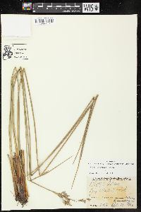 Juncus roemerianus image