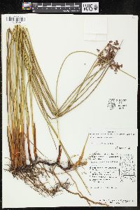 Juncus roemerianus image