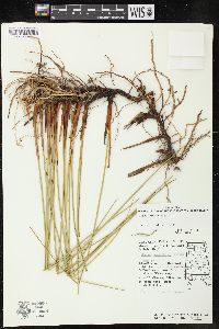 Juncus roemerianus image