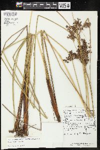 Juncus roemerianus image