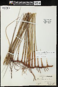 Juncus roemerianus image