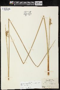 Juncus roemerianus image