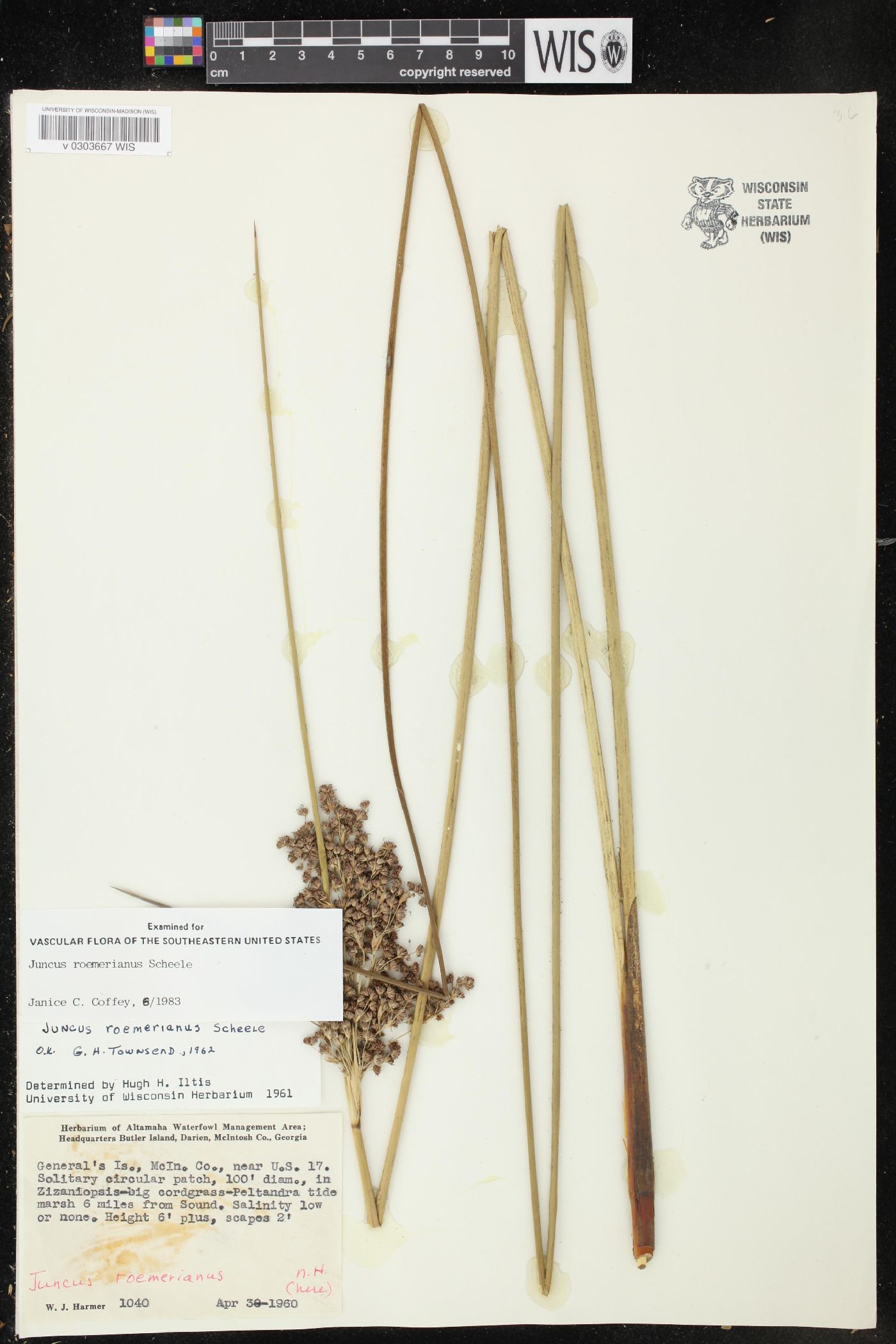 Juncus roemerianus image