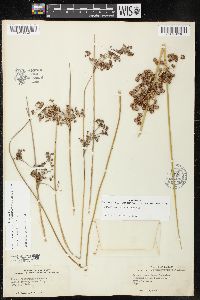 Juncus roemerianus image