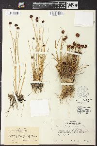 Juncus mertensianus image