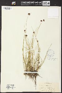 Juncus mertensianus image