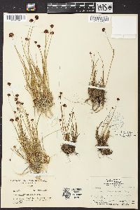 Juncus mertensianus image