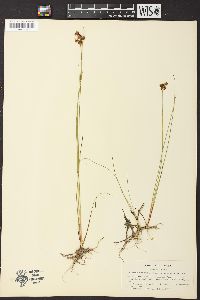 Juncus nevadensis image