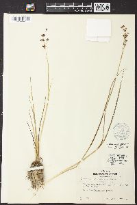 Juncus nevadensis image