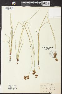 Juncus nevadensis image