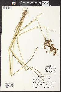 Juncus nodatus image