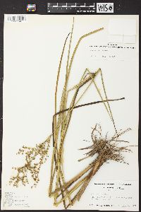 Juncus nodatus image