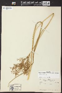 Juncus nodatus image