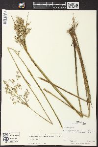 Juncus nodatus image