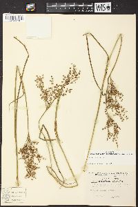 Juncus nodatus image