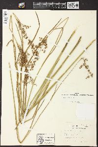 Juncus nodatus image