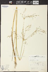 Juncus nodatus image