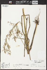 Juncus nodatus image