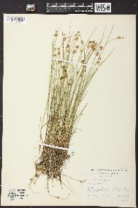 Juncus nodosus image