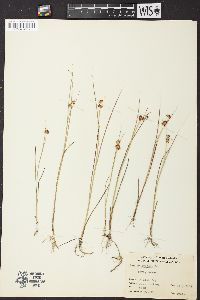 Juncus nodosus image