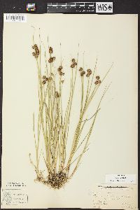 Juncus nodosus image