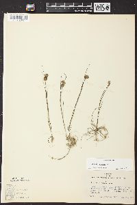 Juncus nodosus image