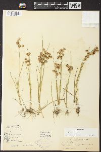 Juncus nodosus image