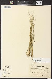 Juncus nodosus image