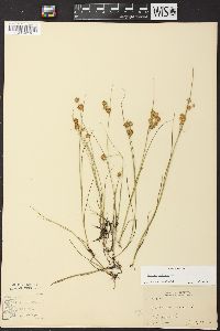 Juncus nodosus image