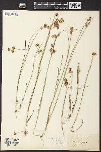 Juncus nodosus image