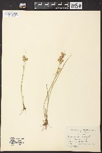 Juncus nodosus image